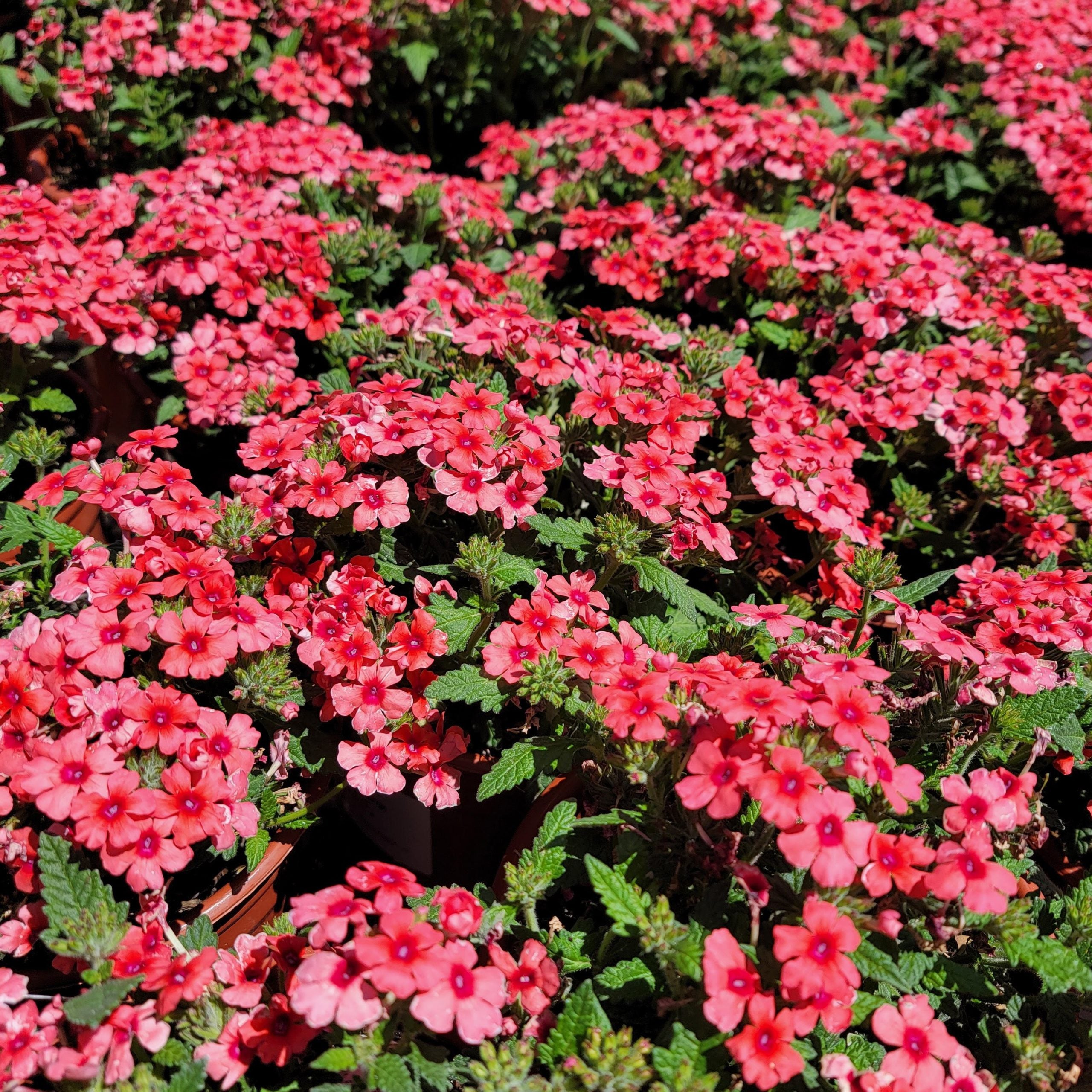 💐Garden Verbena Seeds