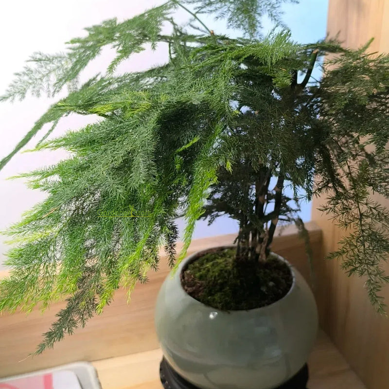 🌿 Asparagus Fern Seeds – Elegant, Lush Greenery for Any Space! 🌿✨