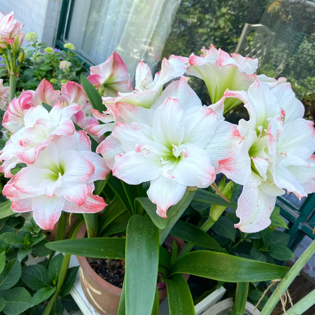 🌺Double-Petaled Perfume Amaryllis Bulbs – The Queen of Flowers 🌺