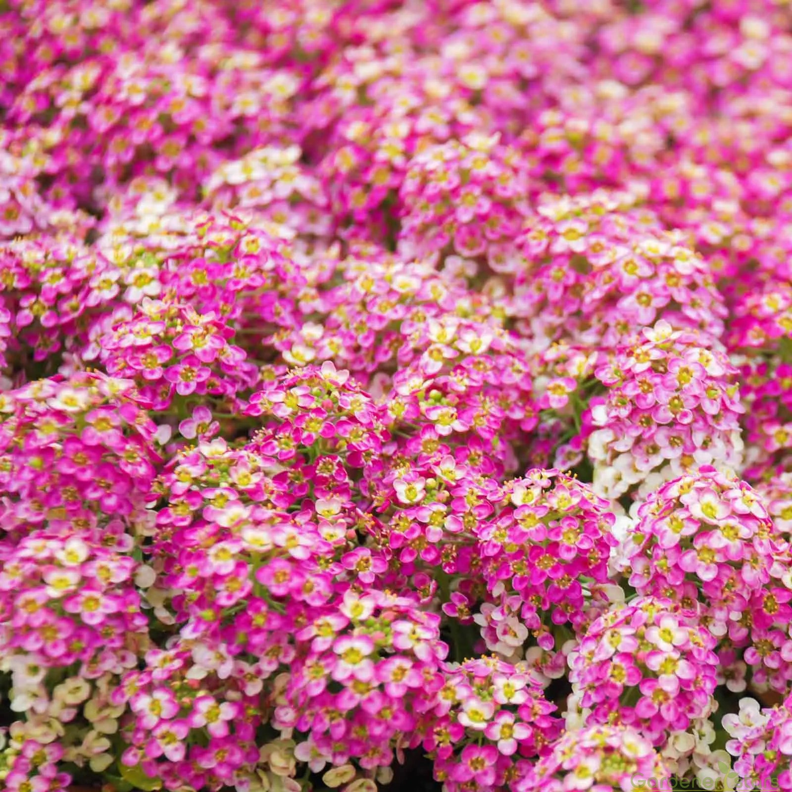 Candytuft Seeds - Mixed Colors