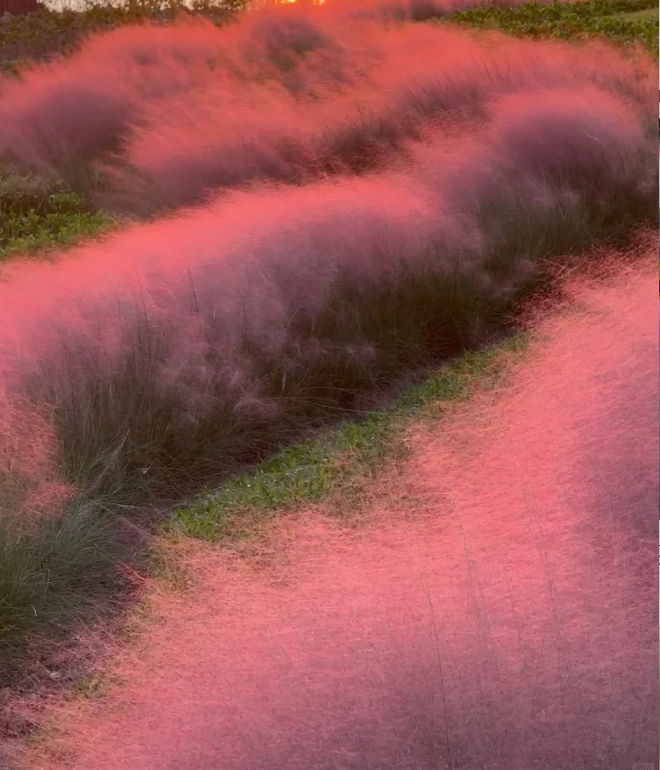 Pink Muhly Grass Seeds