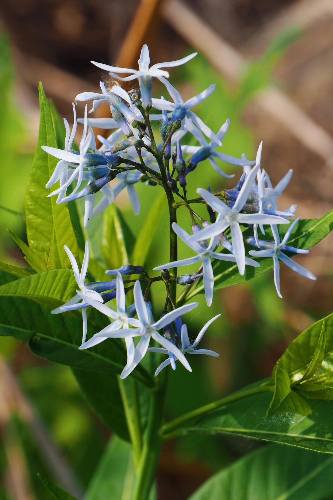 Licorice - A star representative of low-maintenance plants