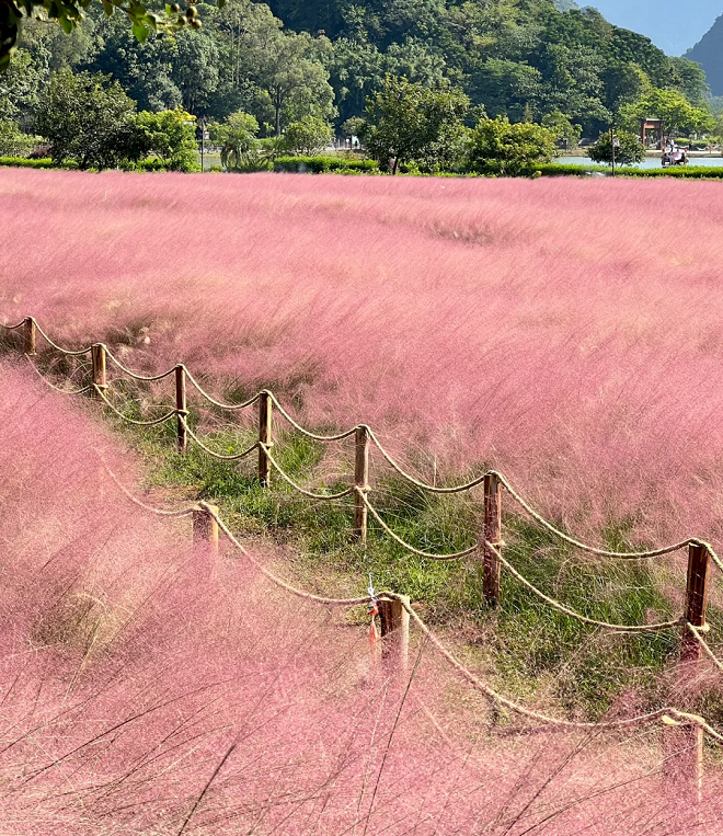 Pink Muhly Grass Seeds