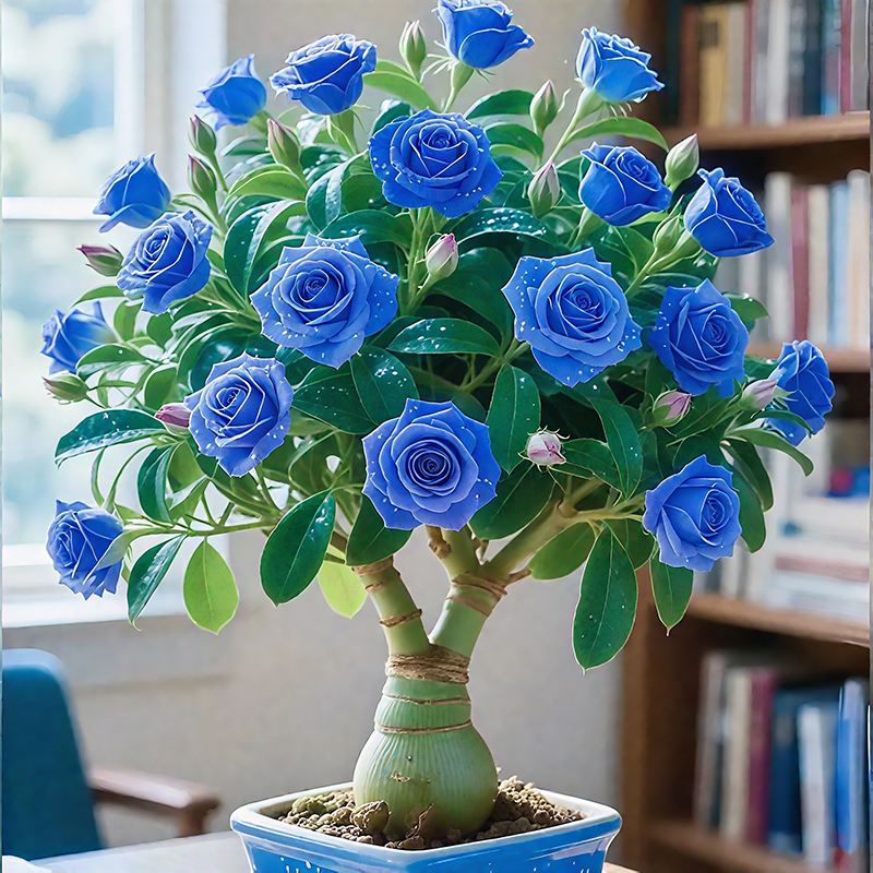 🌵🌺Desert Rose Bulbs🌵🌺
