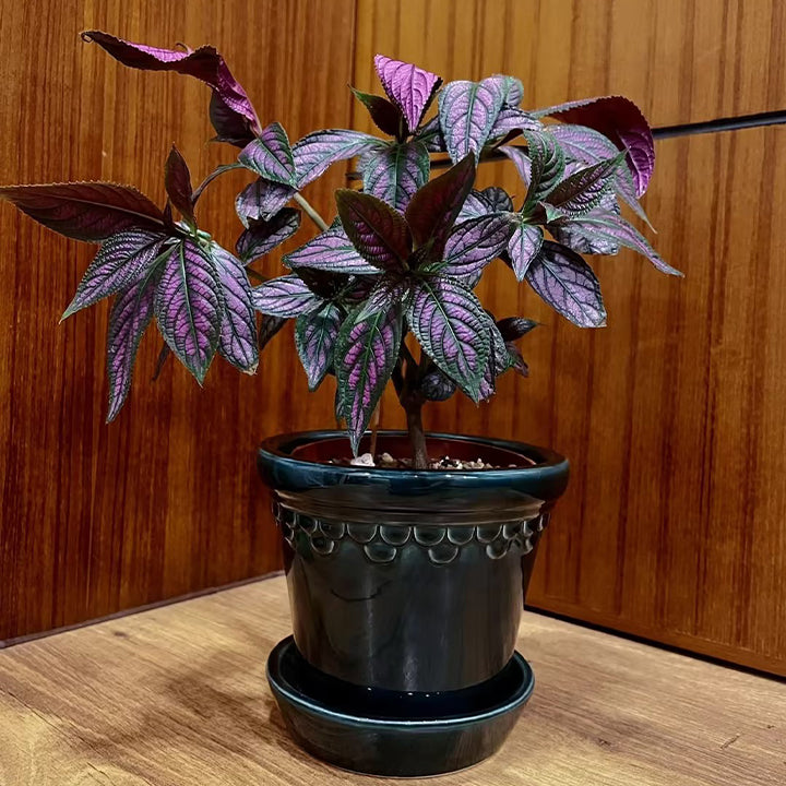 Persian Shield Hued Foliage Plant