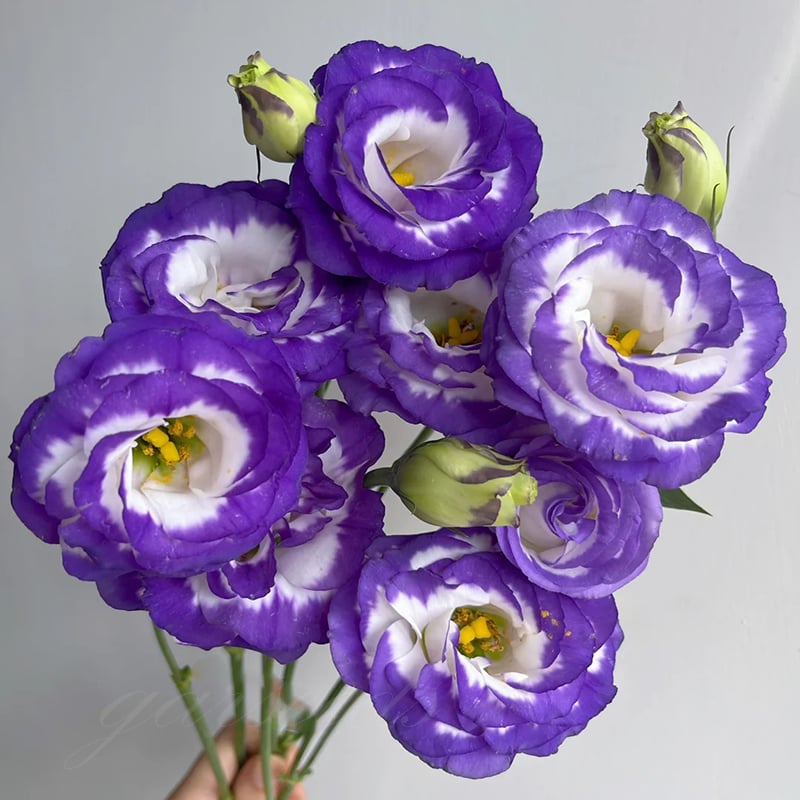 🌺 Lisianthus (Thornless Rose) — Elegance, Color & Year-Round Beauty