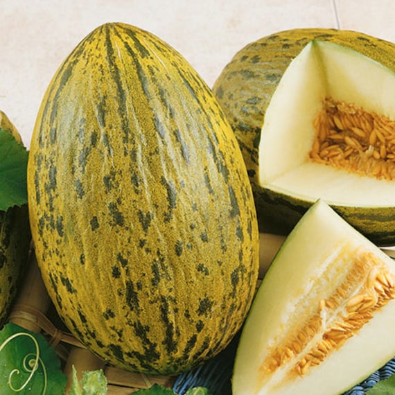 Piel De Sapo Melon