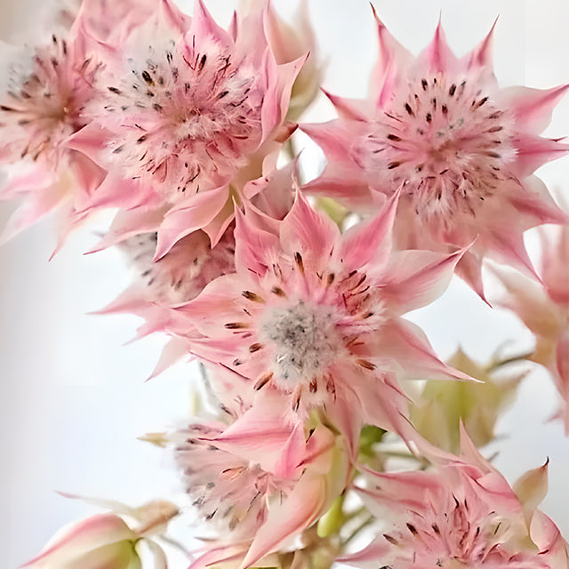 Rare Serruria florida Seeds - Blushing Bride