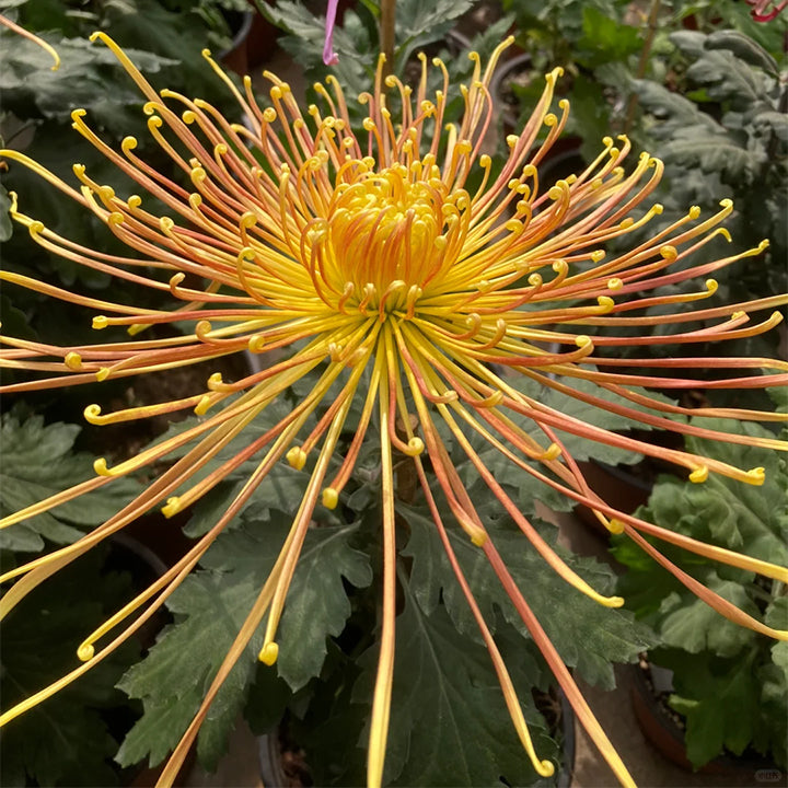 Rare Golden Chrysanthemum Seeds-Longevity Flower💞