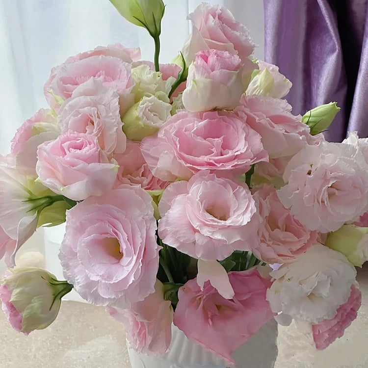 🌺 Lisianthus (Thornless Rose) — Elegance, Color & Year-Round Beauty