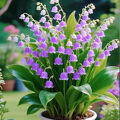 💐Lily of the Valley—Happiness Arrives