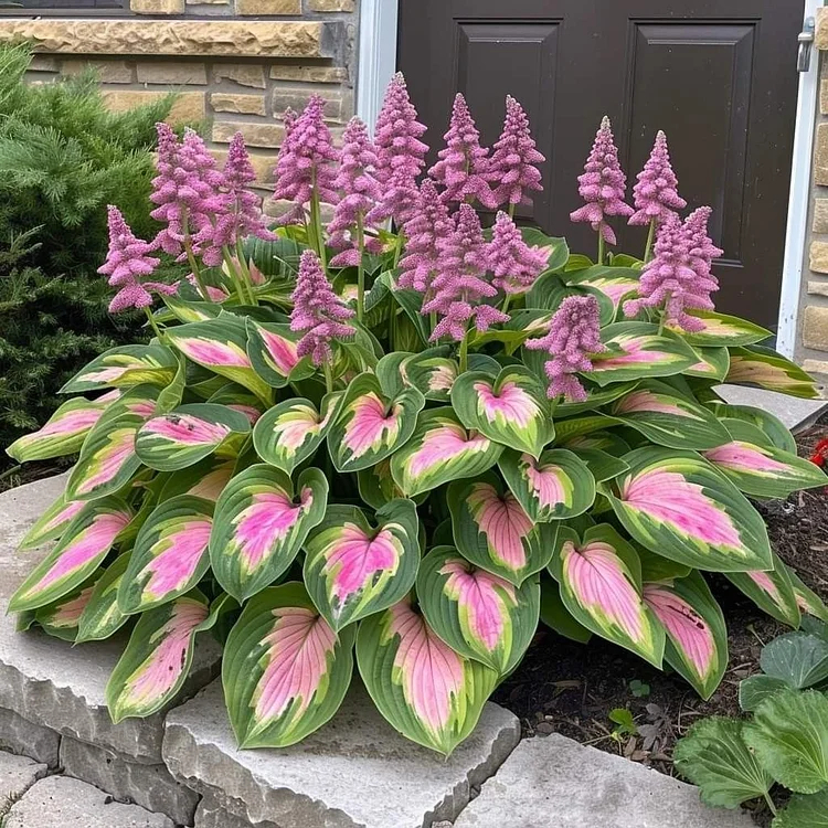 🌈🔥 Limited Edition Rainbow Flame Hostas -Rare Multicolor Foliage🌸