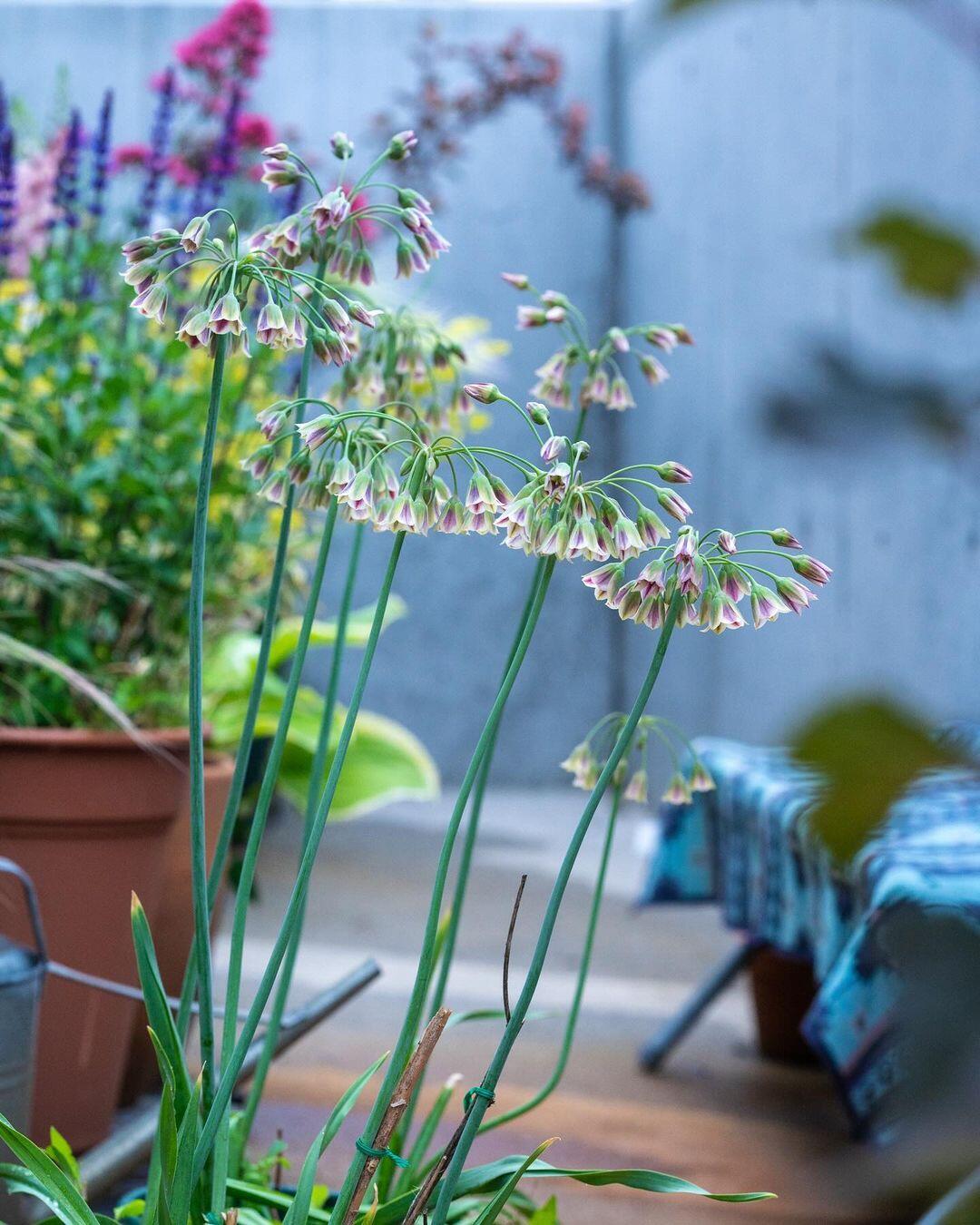 Sicilian Honey Garlic (Bee Lily) Seeds