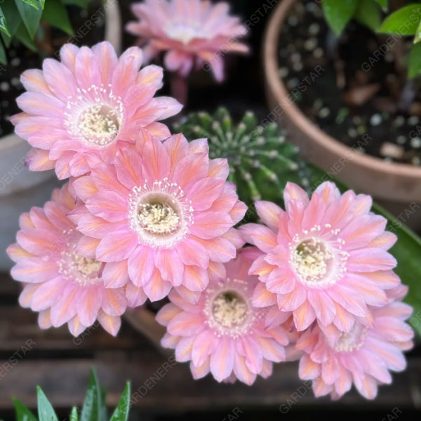Prickly Pear🌺Flowering Varieties