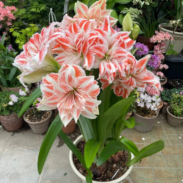 🌺Double-Petaled Perfume Amaryllis Bulbs – The Queen of Flowers 🌺