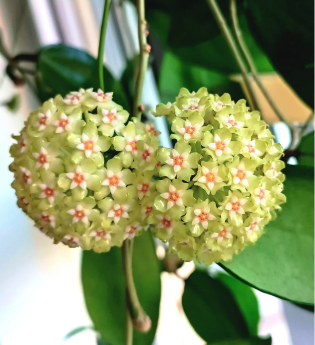 ⭐️Hoya Carnosa Flower Seeds 丨Star-shaped Flower Ball