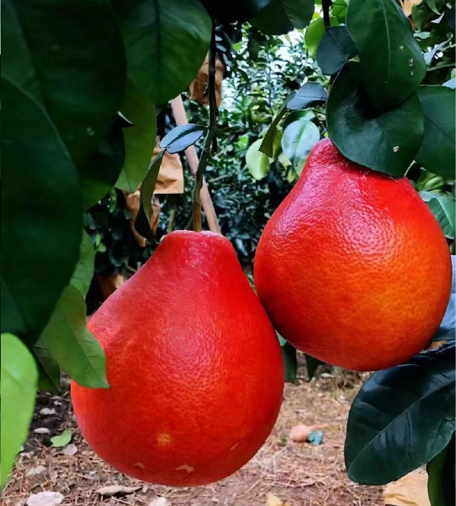 Perfume Red Pomelos Seeds