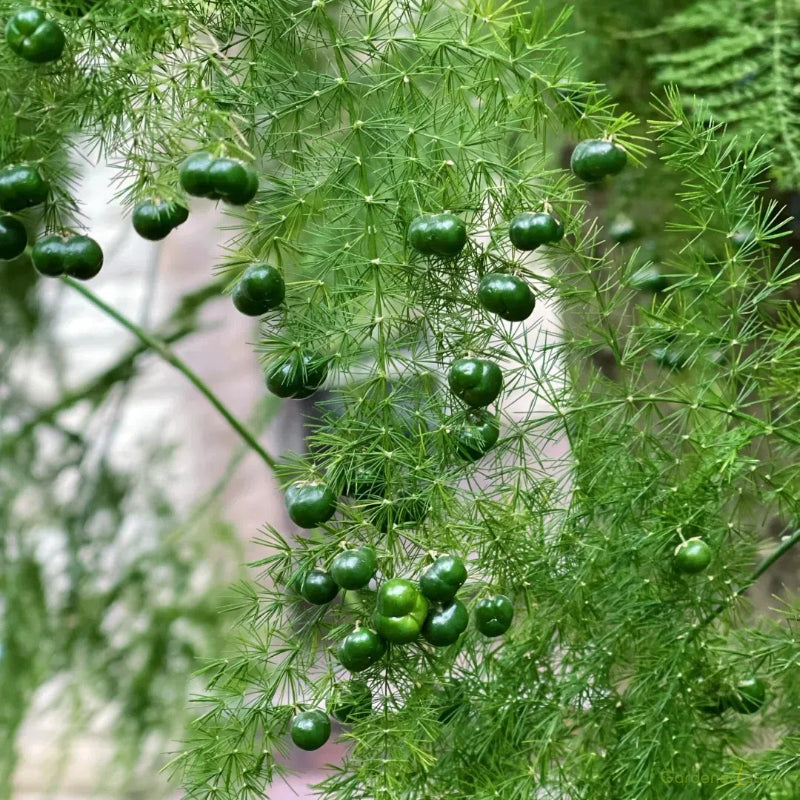 🌿 Asparagus Fern Seeds – Elegant, Lush Greenery for Any Space! 🌿✨