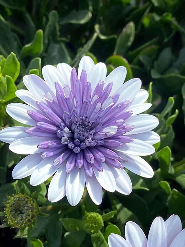 Marigold 'Sky Blue Misty Rain' seeds