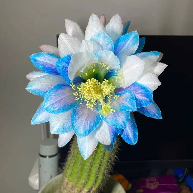 Flowering Echinopsis Cactus Species Mix🌵🌸