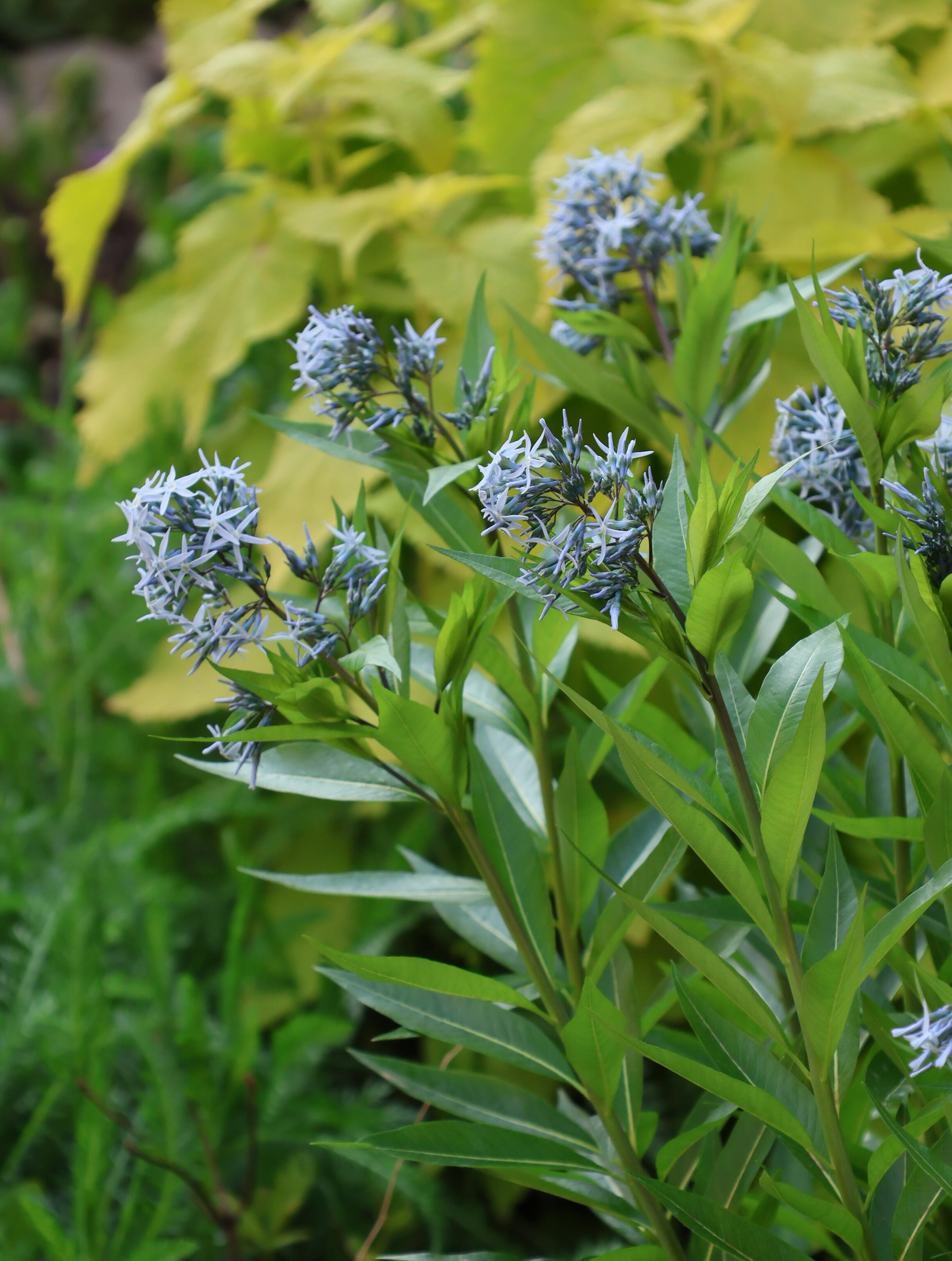 Licorice - A star representative of low-maintenance plants
