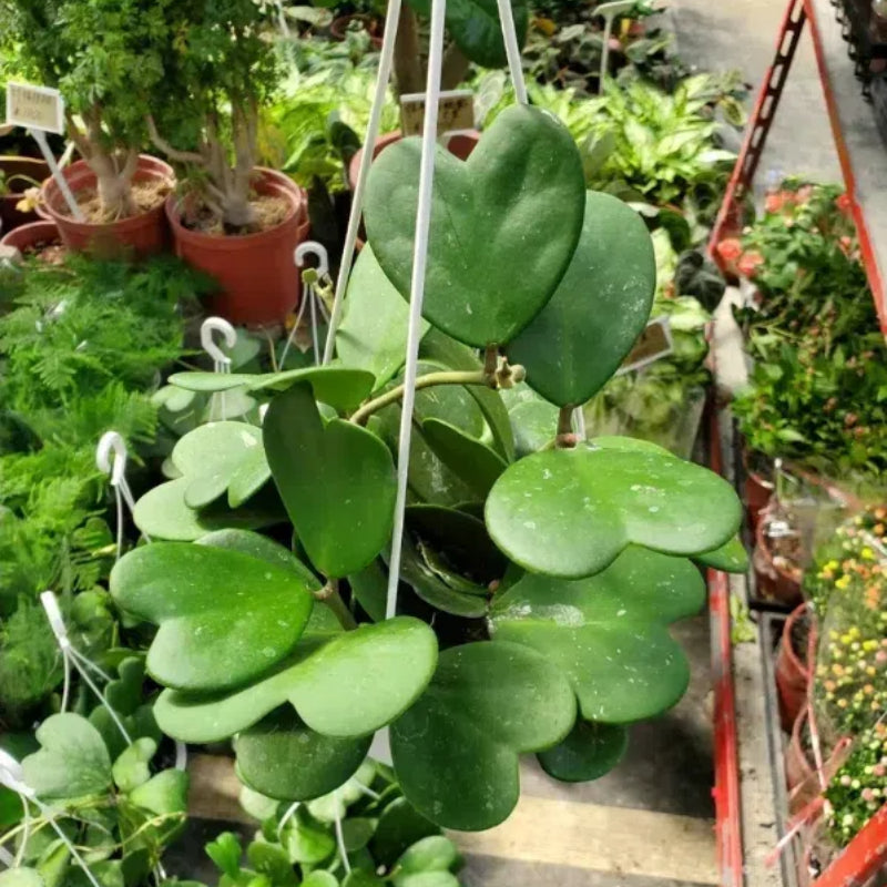 Sweetheart Hoya Seeds