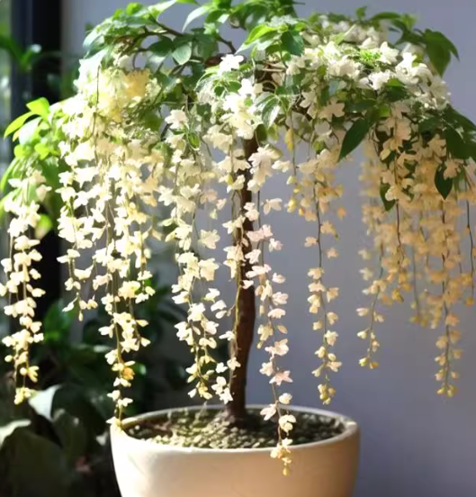 🌸Weeping Jasmine Seeds - White Jade Butterfly🌿❄️