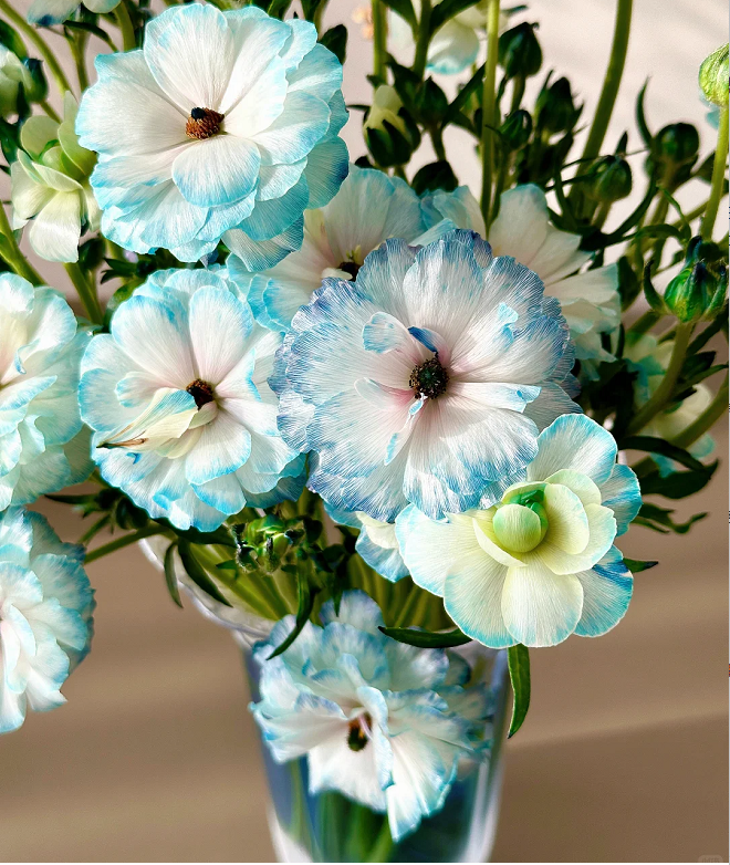 Light Blue Butterfly Peony Flower