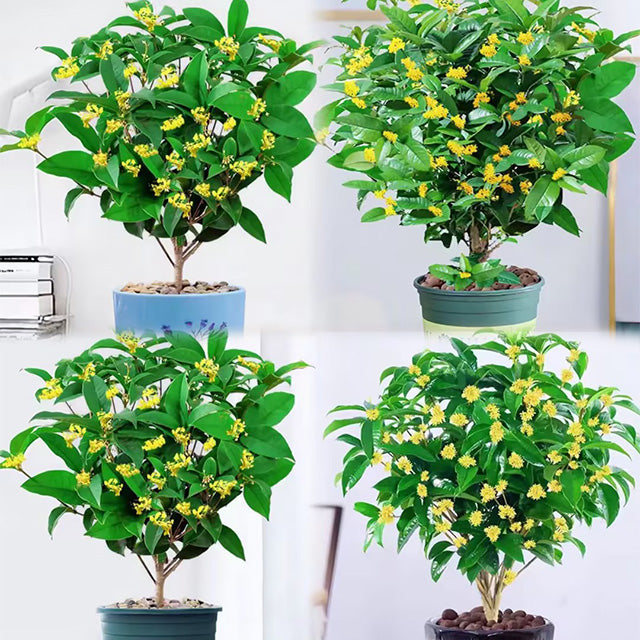 Four Seasons Osmanthus Tree Seeds