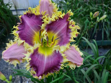 Daylily Hybrid Flowers Seeds, Hemerocallis Hybrid, 20pcs/pack
