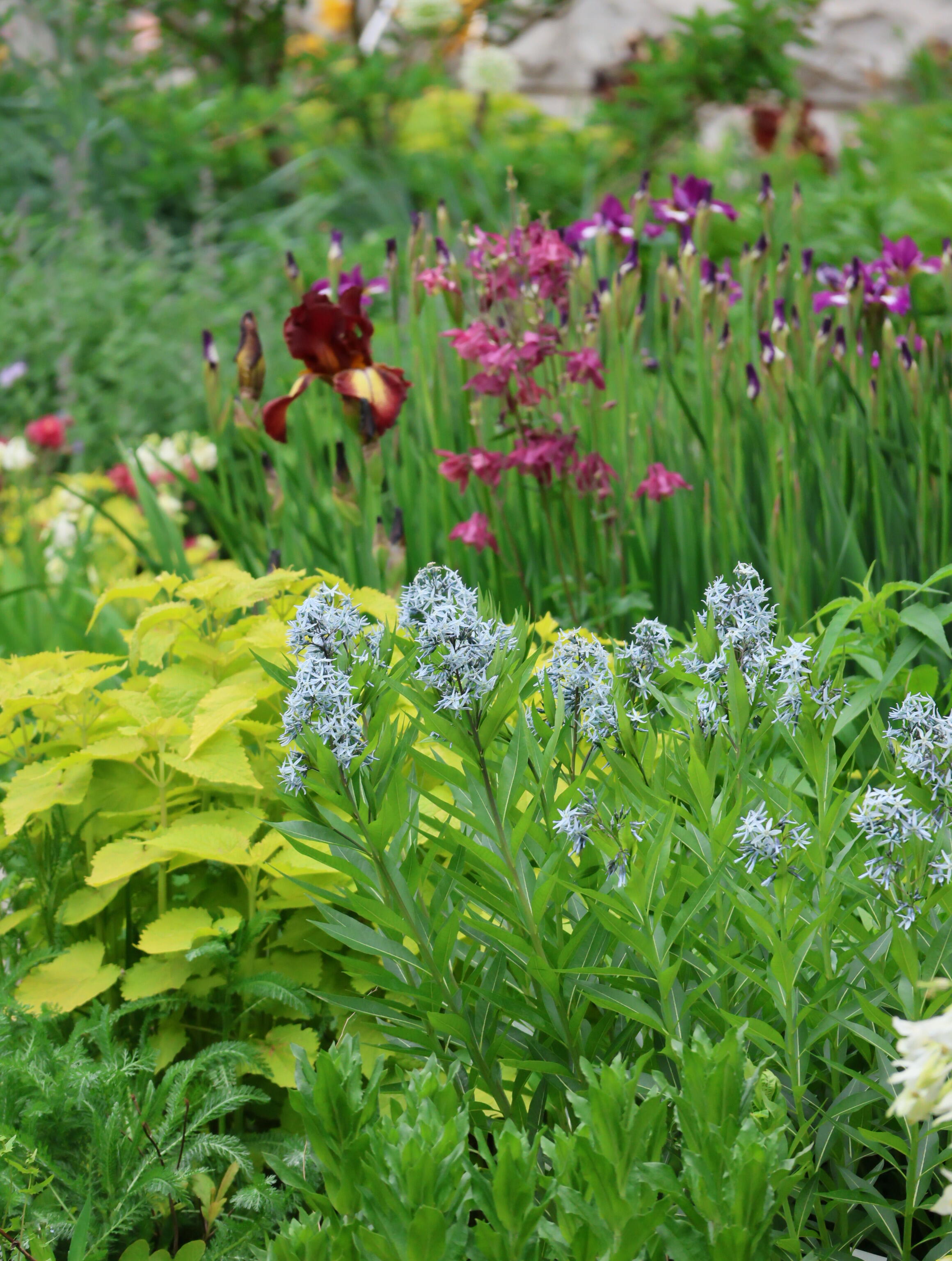 Licorice - A star representative of low-maintenance plants