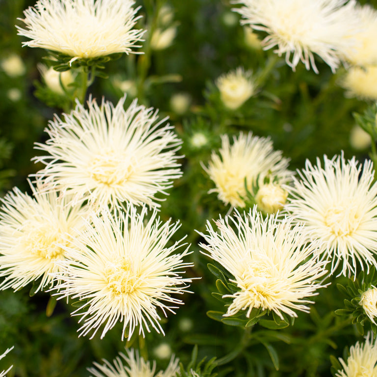 China Aster Valkyrie Yellow