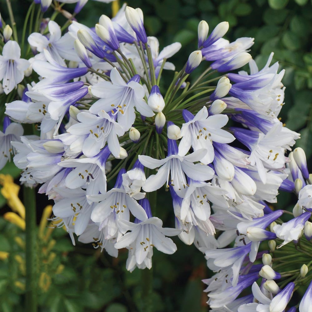 🎁New Year Sale🎁Agapanthus ‘Twister’