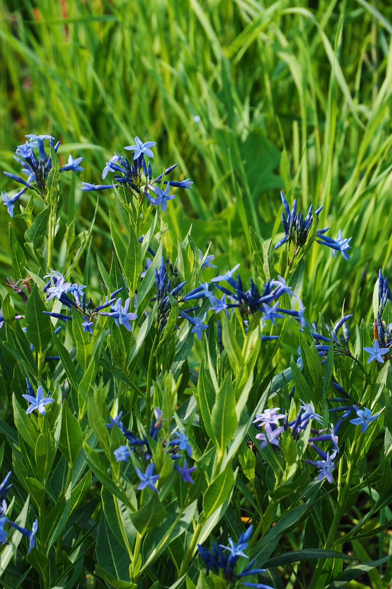 Licorice - A star representative of low-maintenance plants