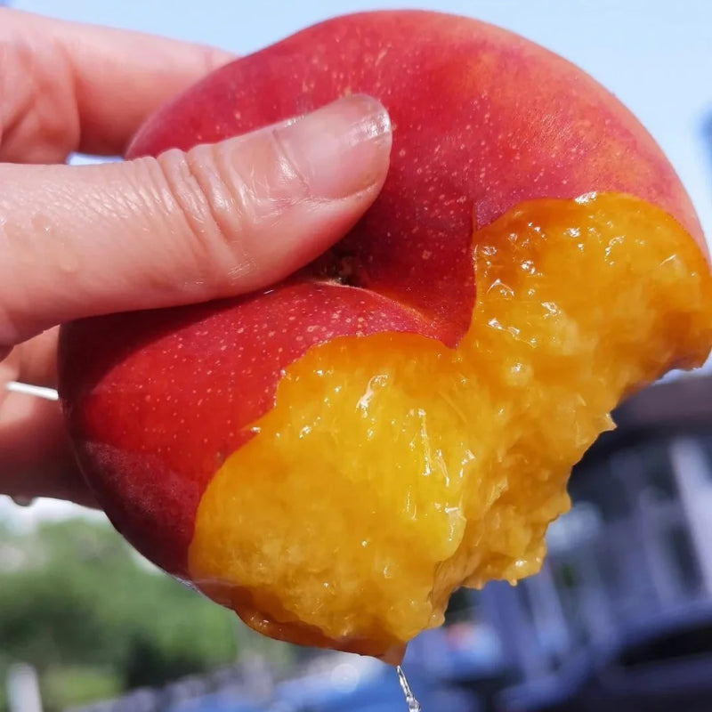 Nectarine Flat Seeds