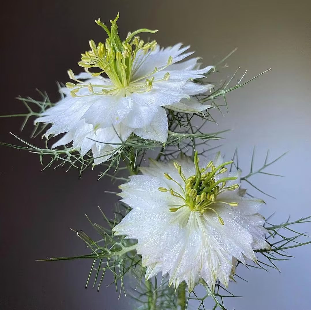 Nigella Sativa-Love in the Mist