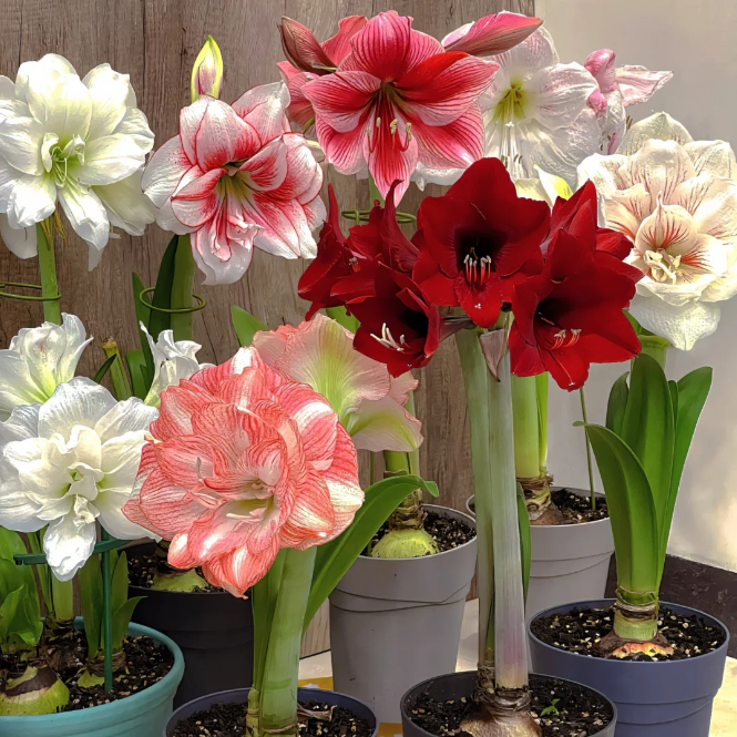 🌺Double-Petaled Perfume Amaryllis Bulbs – The Queen of Flowers 🌺
