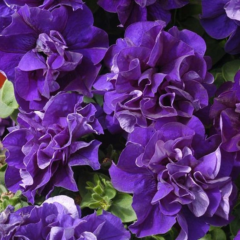 Double Cascade Petunia Duo Blue F1 Seeds - Petunia x hybrida