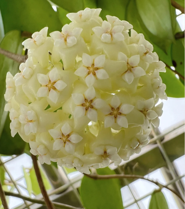 ⭐️Hoya Carnosa Flower Seeds 丨Star-shaped Flower Ball