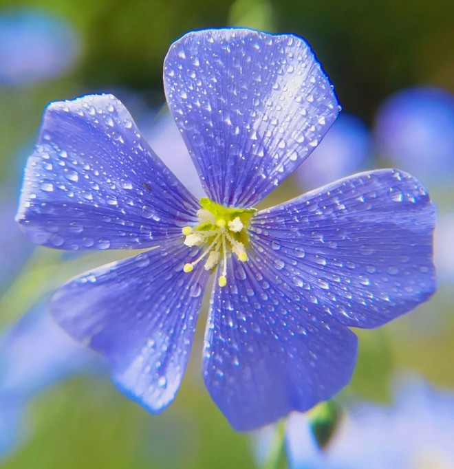 Perennial Blue Flax Seeds, Linum Perenne