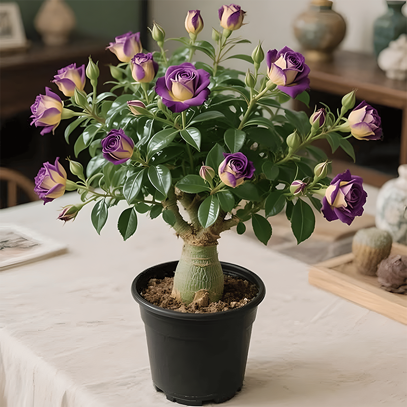 🌵🌺Desert Rose Bulbs🌵🌺