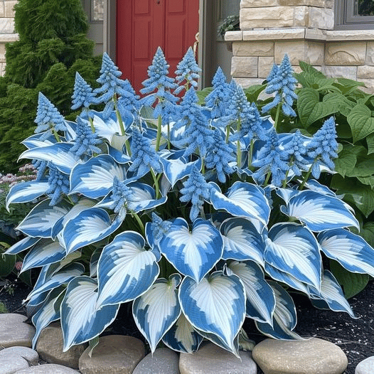 🌈🔥 Limited Edition Rainbow Flame Hostas -Rare Multicolor Foliage🌸