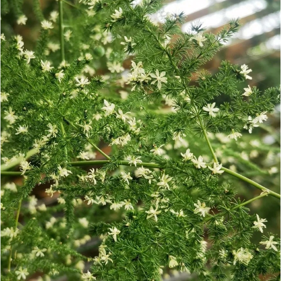 🌿 Asparagus Fern Seeds – Elegant, Lush Greenery for Any Space! 🌿✨