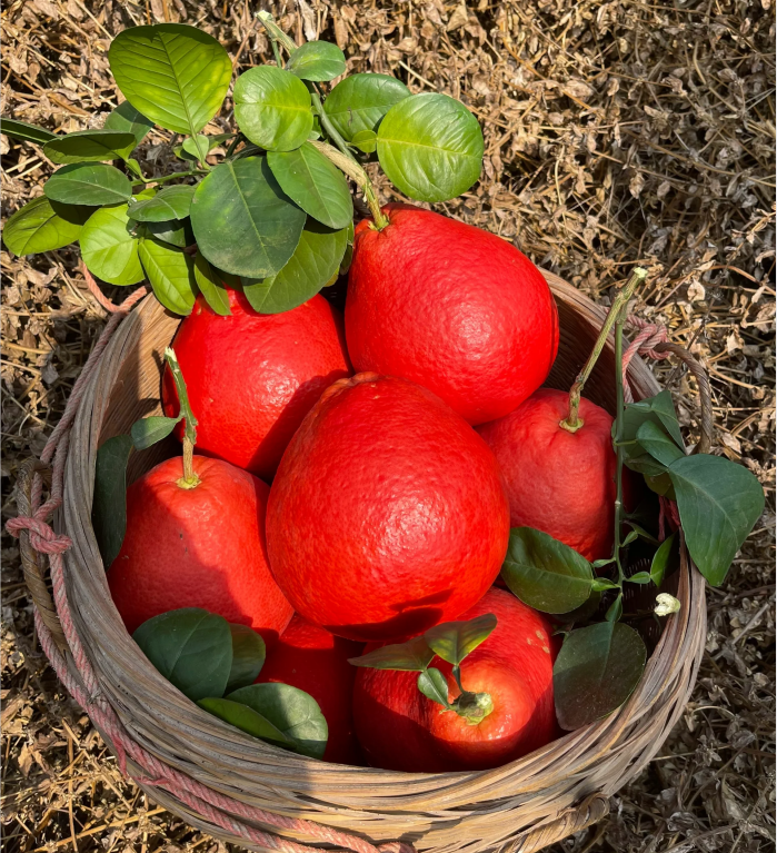 Perfume Red Pomelos Seeds