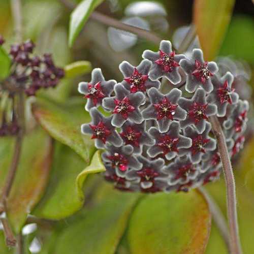 Egrow 20Pcs/Pack Hoya Seeds Potted Seed Hoya Carnosa Flower Seed Garden Plants