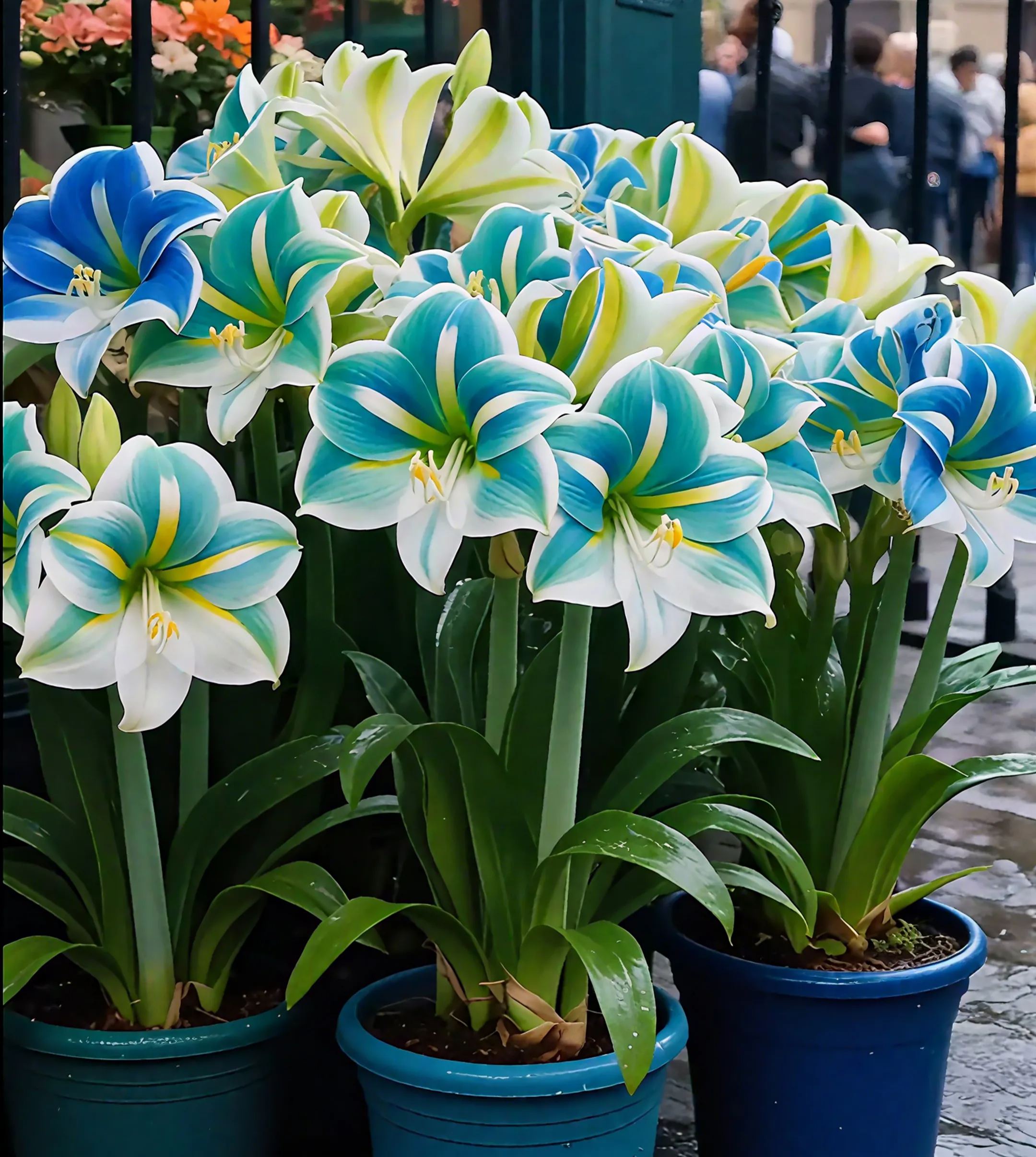 🌺Double-Petaled Perfume Amaryllis Bulbs – The Queen of Flowers 🌺