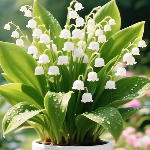 💐Lily of the Valley—Happiness Arrives