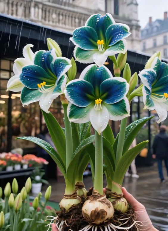 🌺Double-Petaled Perfume Amaryllis Bulbs – The Queen of Flowers 🌺