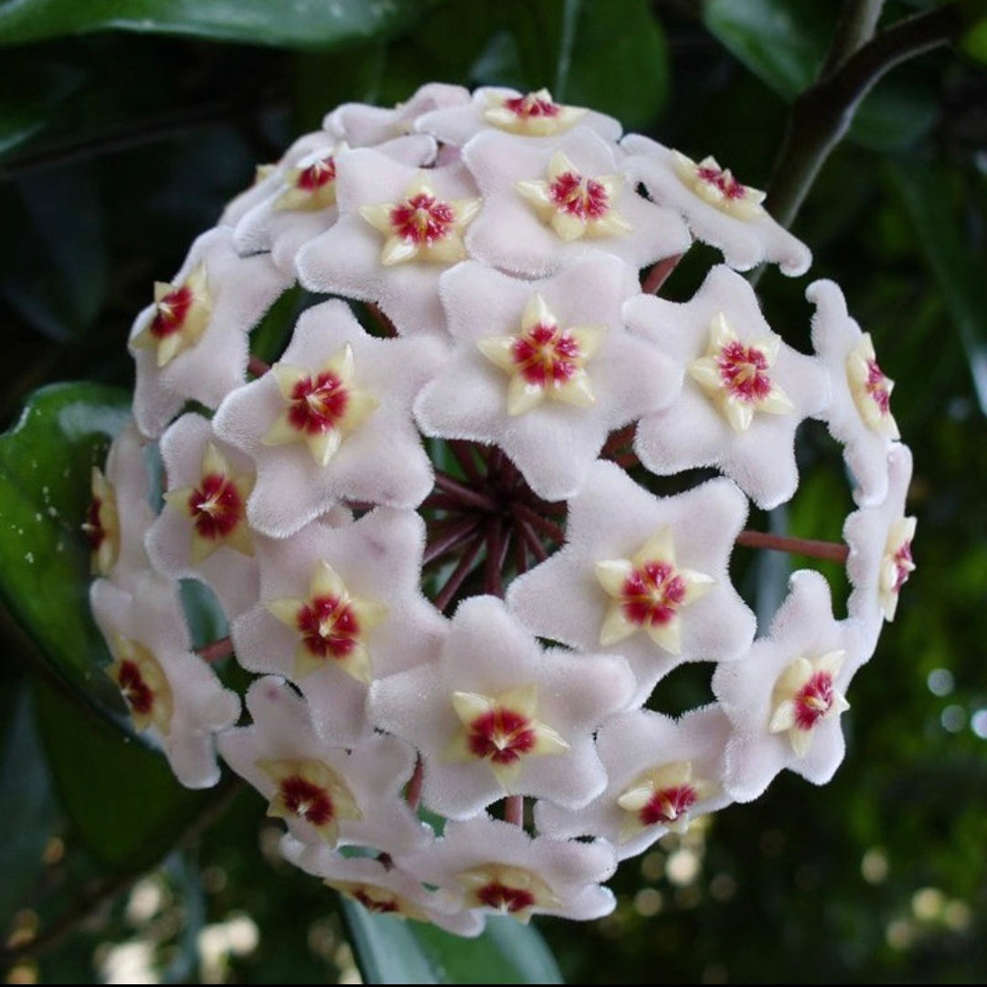 Hoya Carnosa Flower Seeds-Large Hydrangea Clustered with Many Star-shaped Florets