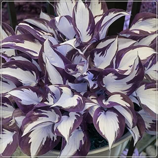 🍃Rare Multi-Colored Hostas Seeds